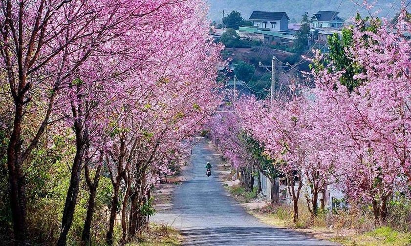 da lat in january