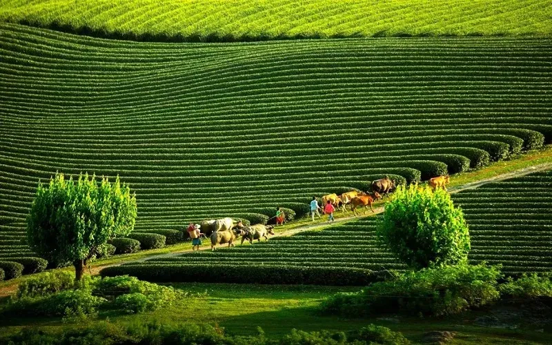 moc chau in summer