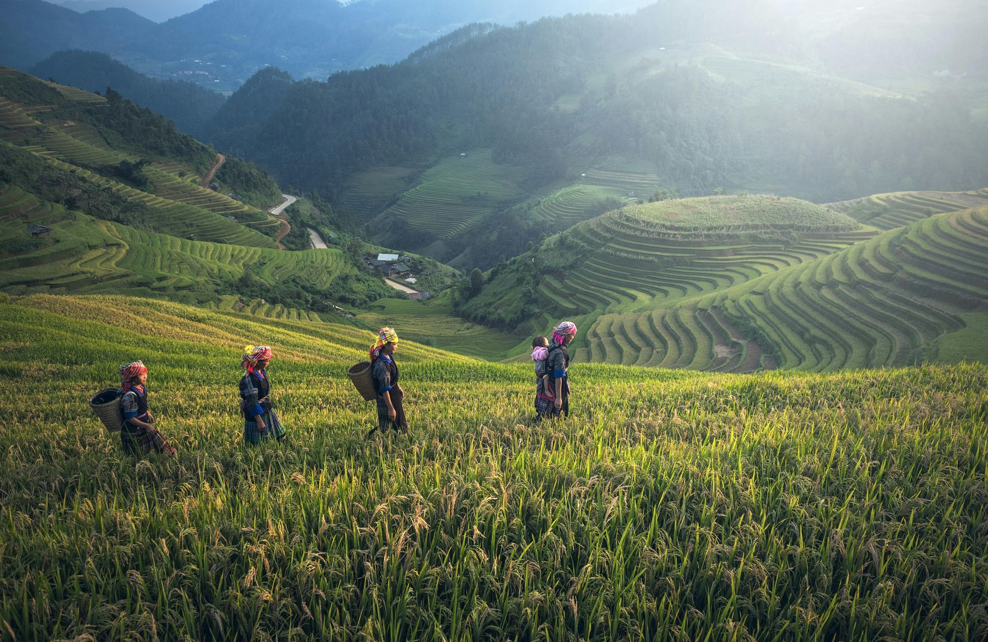 Lush green terraced rice fields in Sa Pa, resembling a breathtaking natural masterpiece.