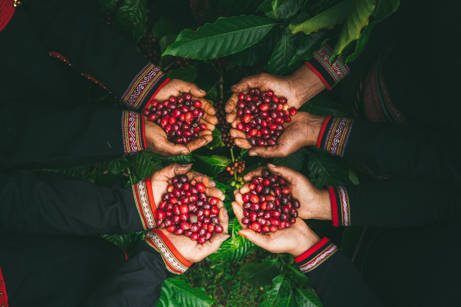 Ethnic minority farmers holding freshly harvested coffee cherries, highlighting Vietnam’s coffee culture.