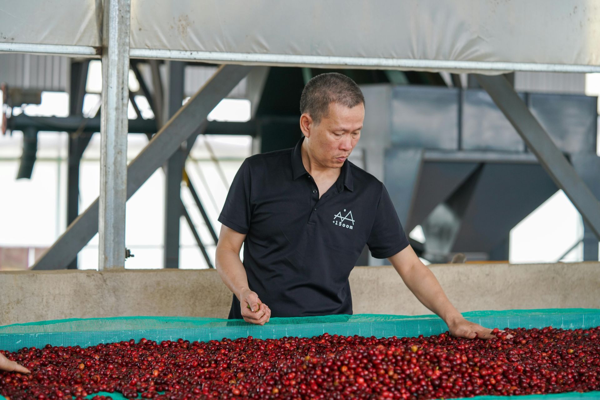 A worker sorting and drying coffee cherries, an essential step in Vietnam’s high-quality coffee production.