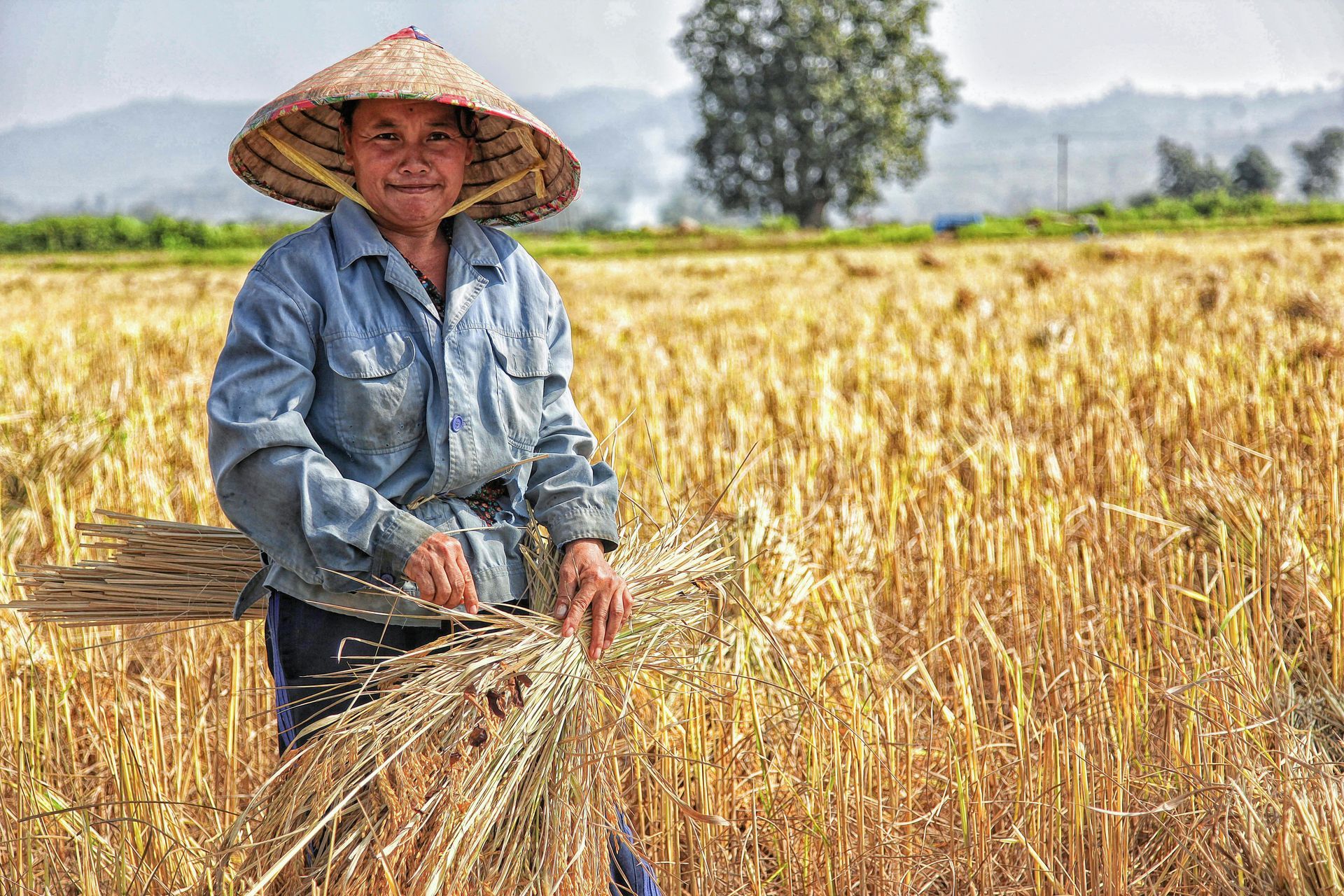 A Vietnamese farmer harvesting rice in a golden field under the sunlight.