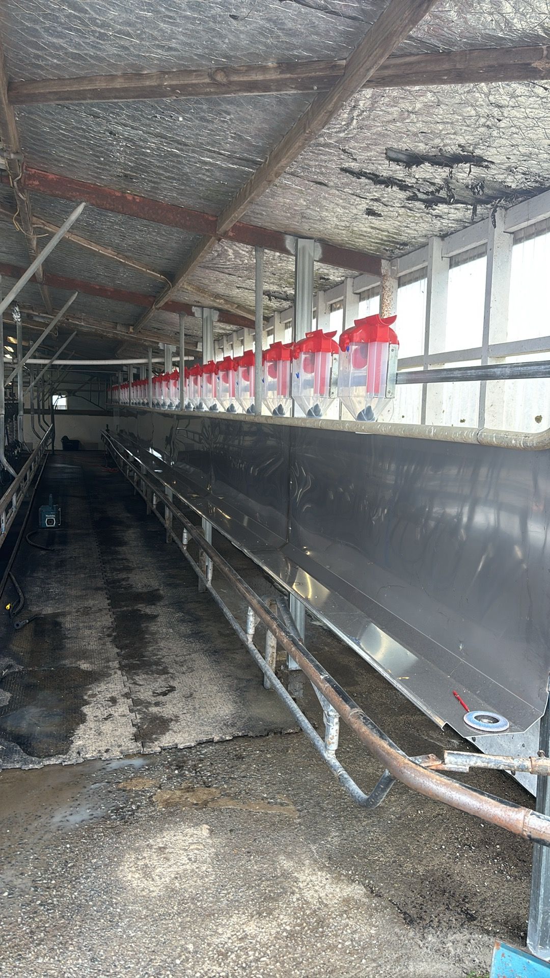 Long livestock barn with metal stalls, overhead pipes, and red-and-white feed equipment along one side.