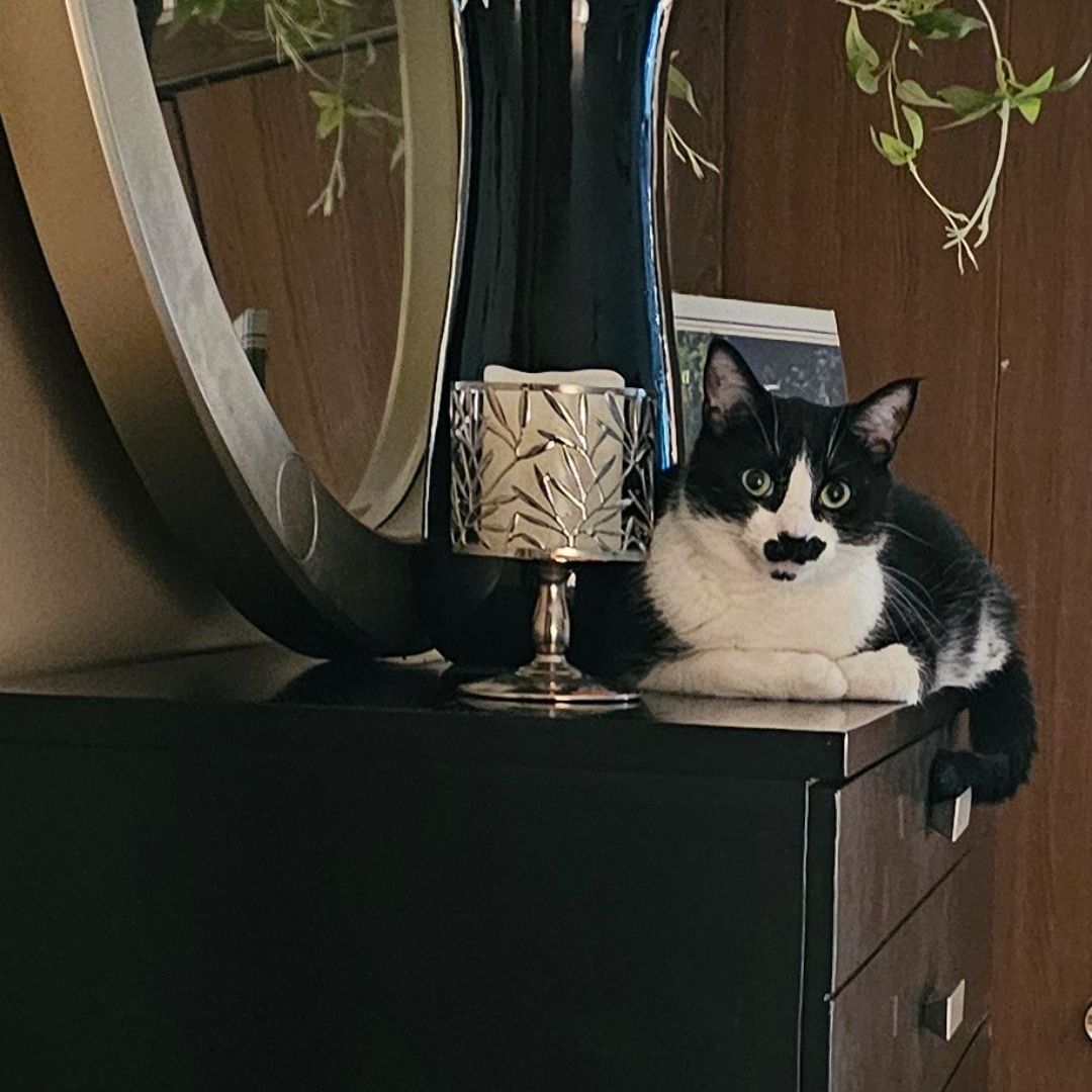 A black and white cat laying on a dresser next to a mirror