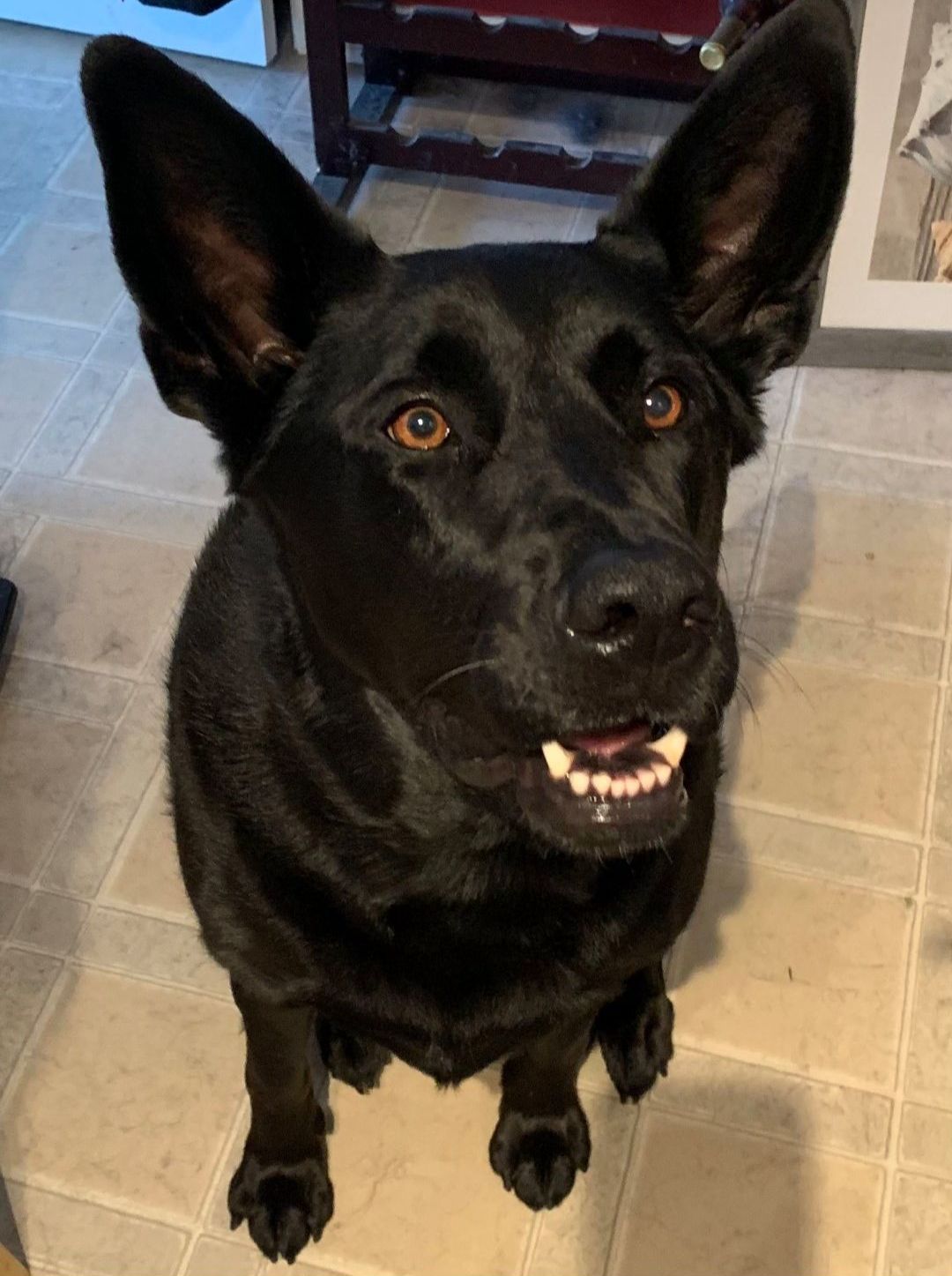 A black dog is sitting on a tiled floor and looking up at the camera.