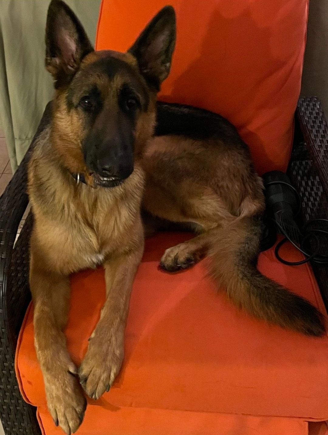 A german shepherd dog is laying on an orange chair.