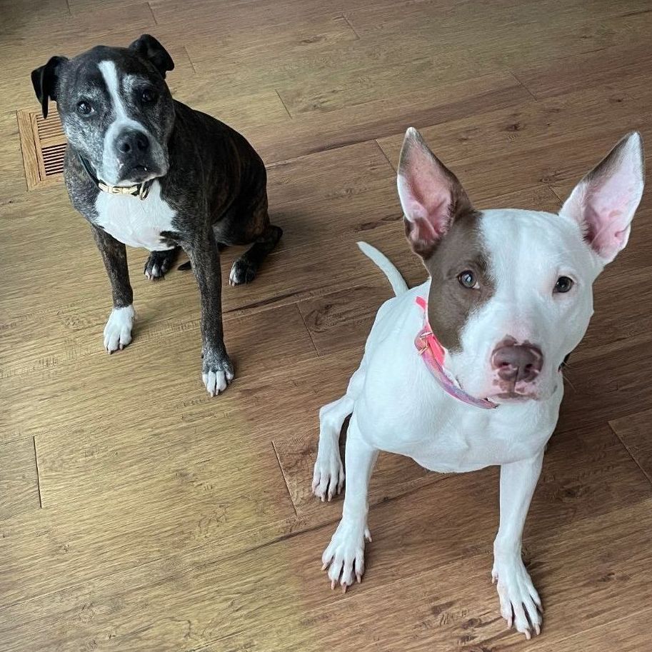 Two dogs are standing next to each other on a wooden floor.