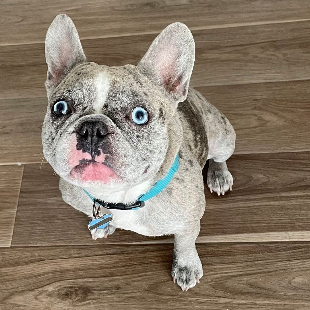 A french bulldog is sitting on a wooden floor and looking up at the camera.