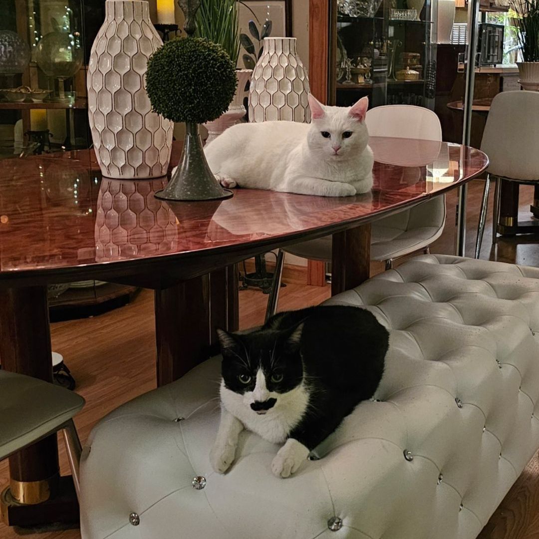 A black and white cat is sitting on a white ottoman in front of a table.