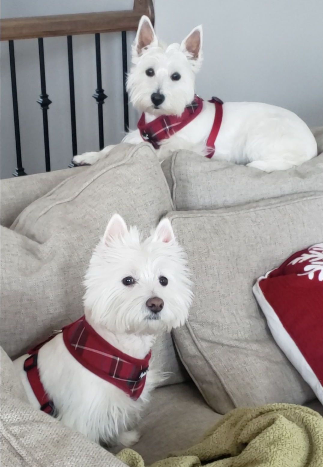 Two white dogs wearing red plaid scarves are sitting on a couch