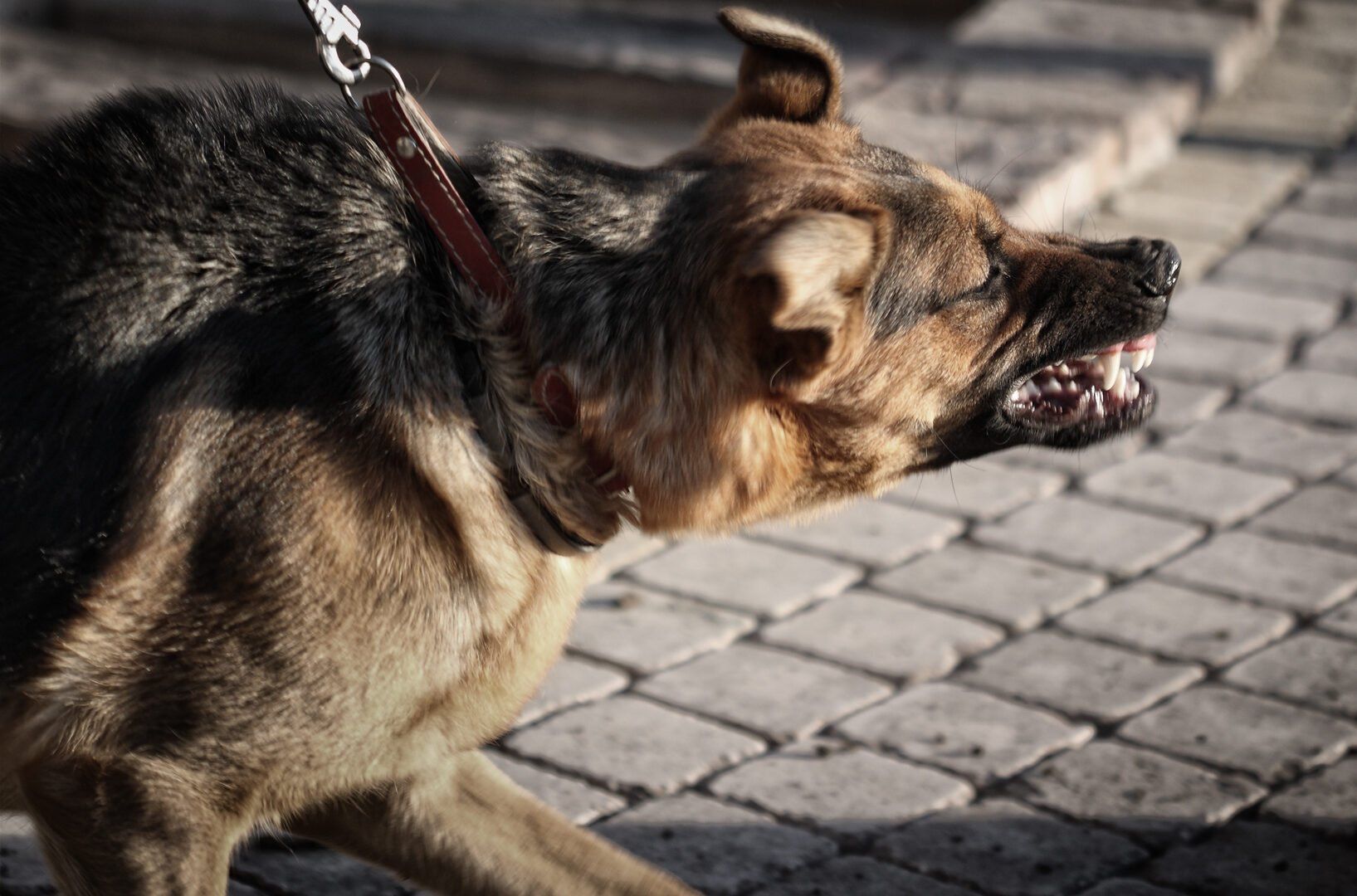 A German Shepherd on a leash snarls aggressively, baring its teeth while walking on a paved stone path.