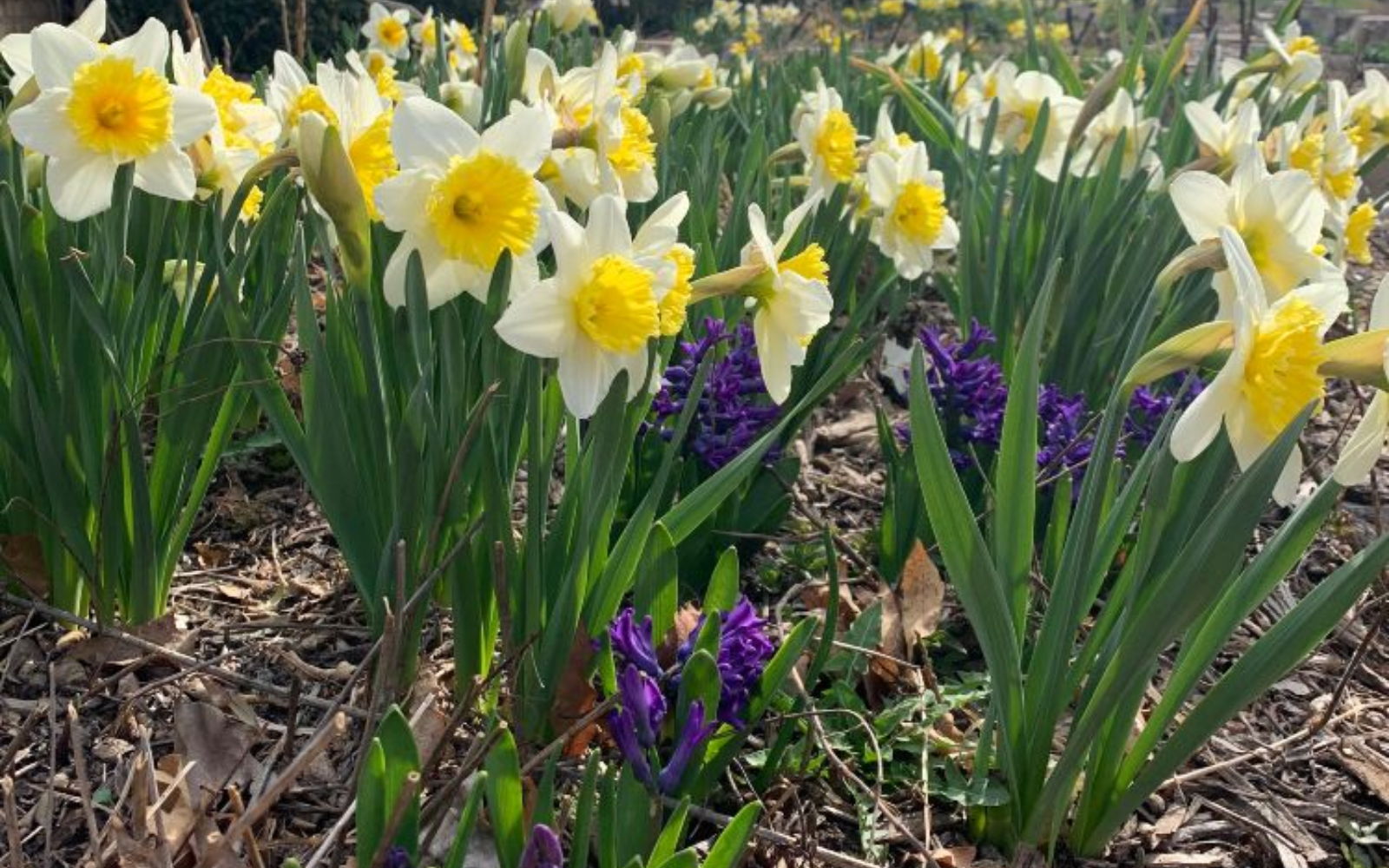Early Spring Color Starts with Bulbs