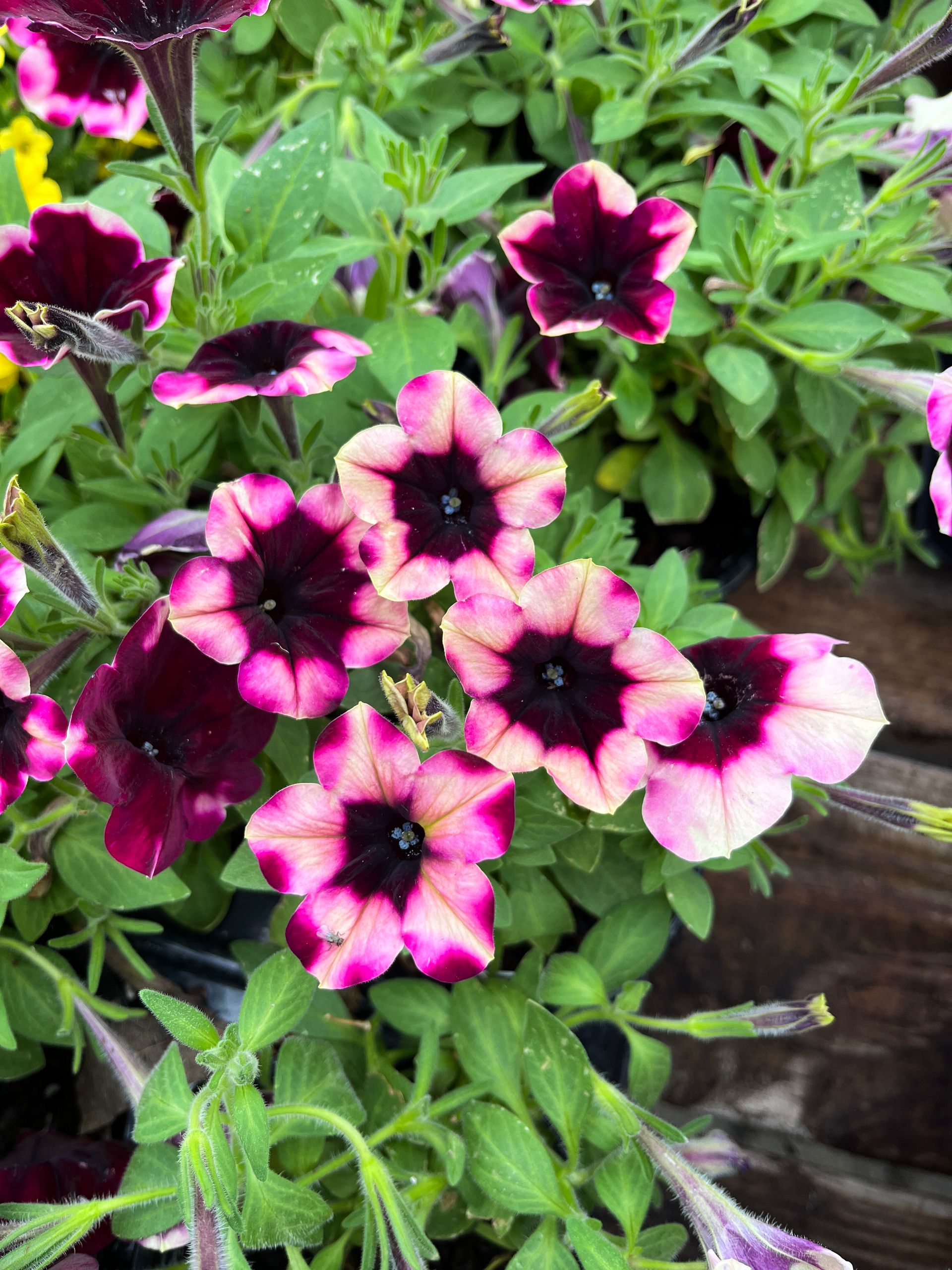 Logan's Garden Shop Garden Center & Plant Nursery Raleigh, NC