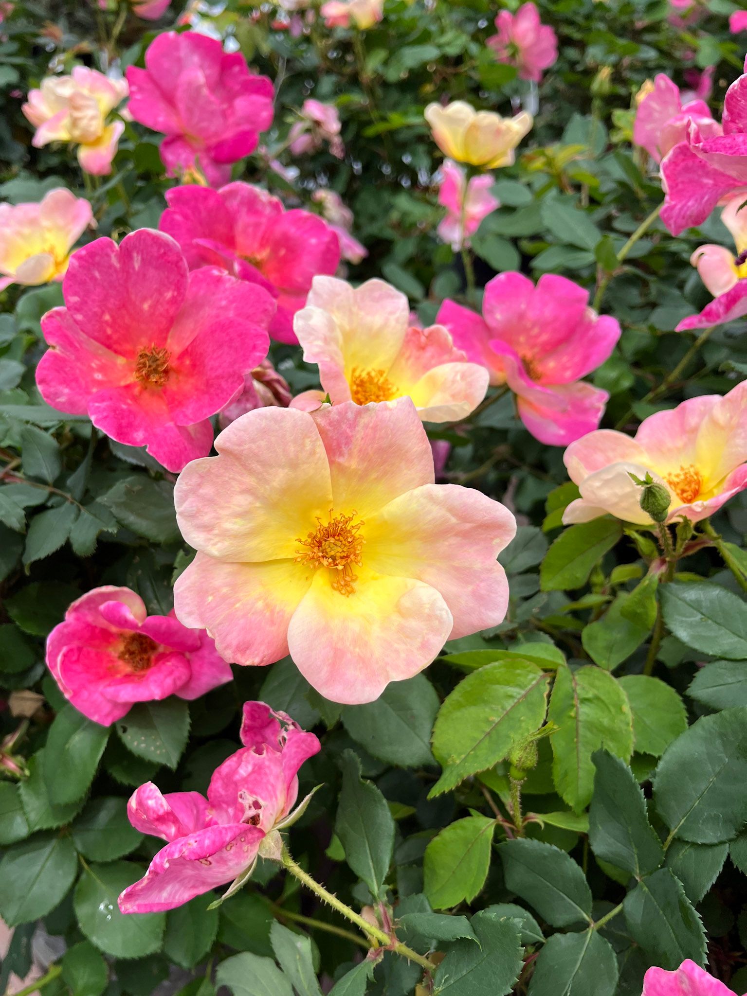 Logan's Garden Shop Garden Center & Plant Nursery Raleigh, NC