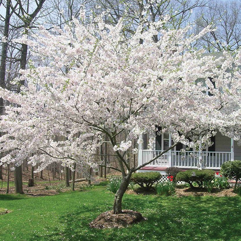 Flowering Cherry 