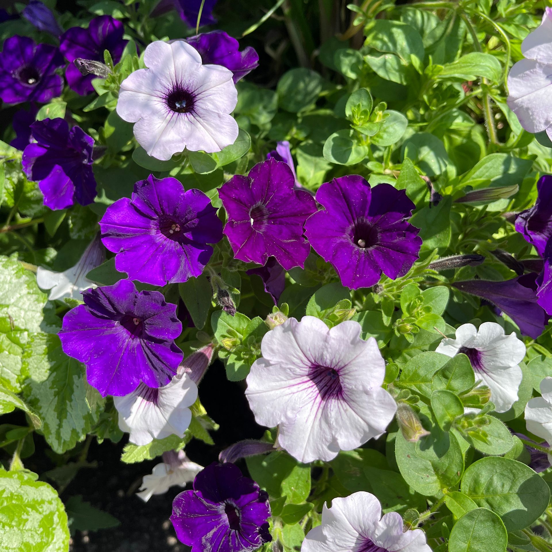 Annuals