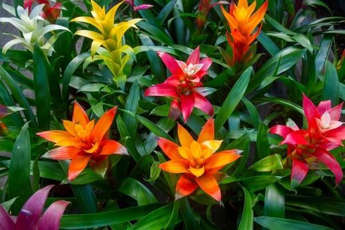 Bromeliad