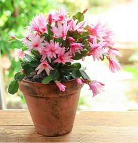 Christmas Cactus