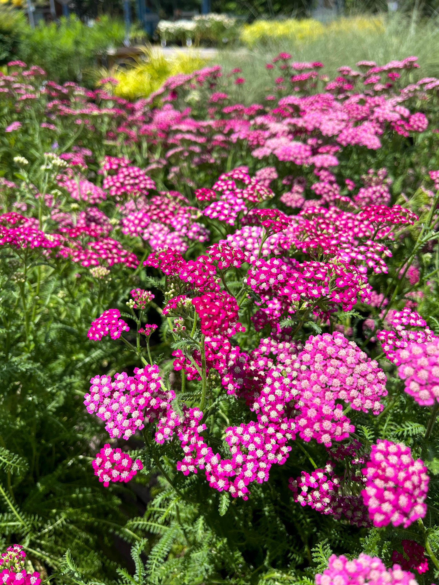 Perennials