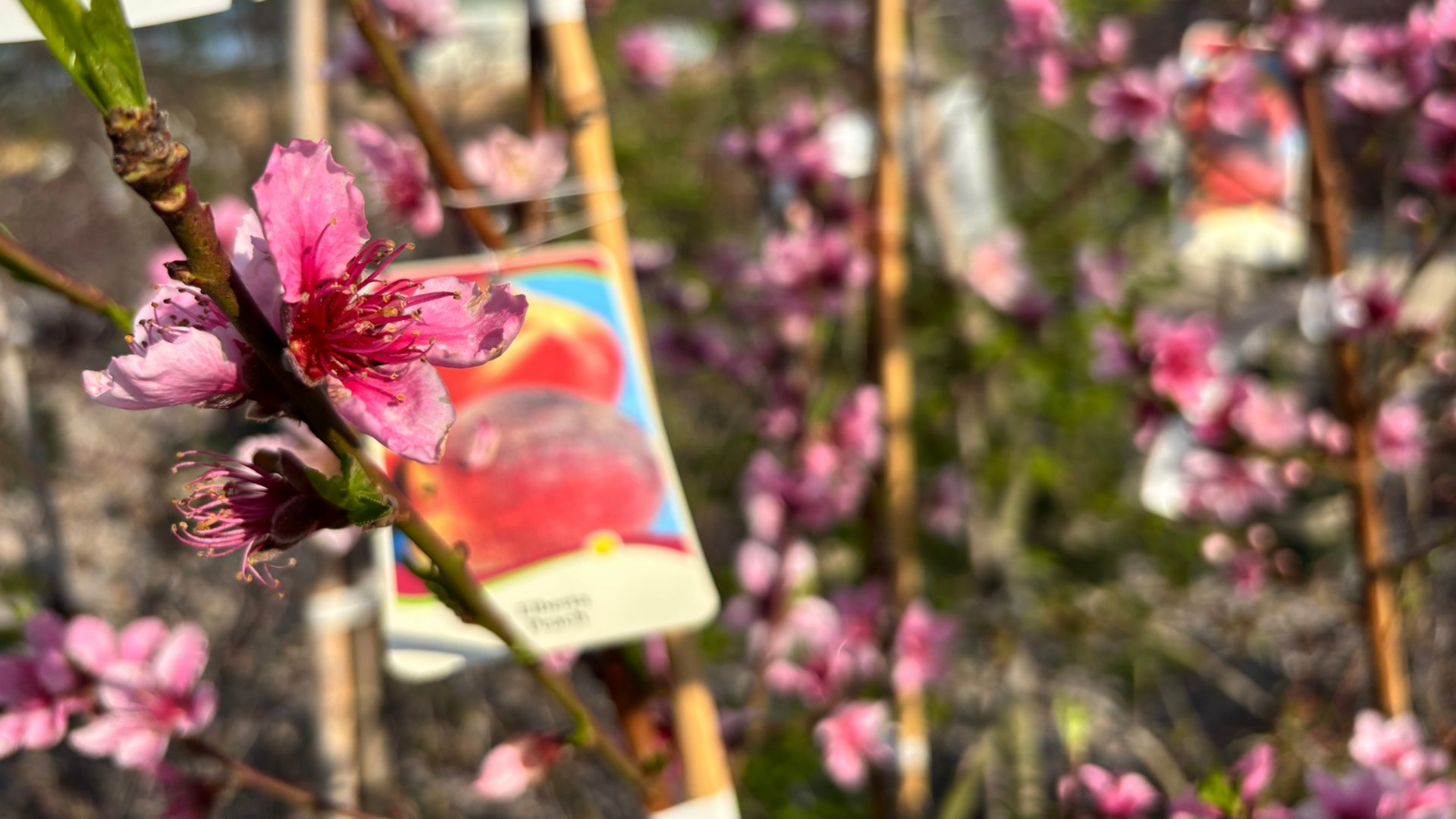 Fruit Trees & Berry Bushes in Raleigh