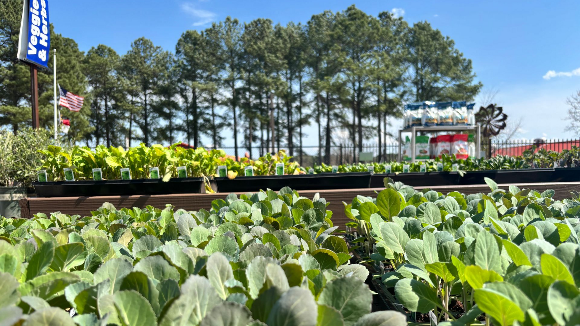 Vegetables at Logan's Garden Shop in Raleigh, NC