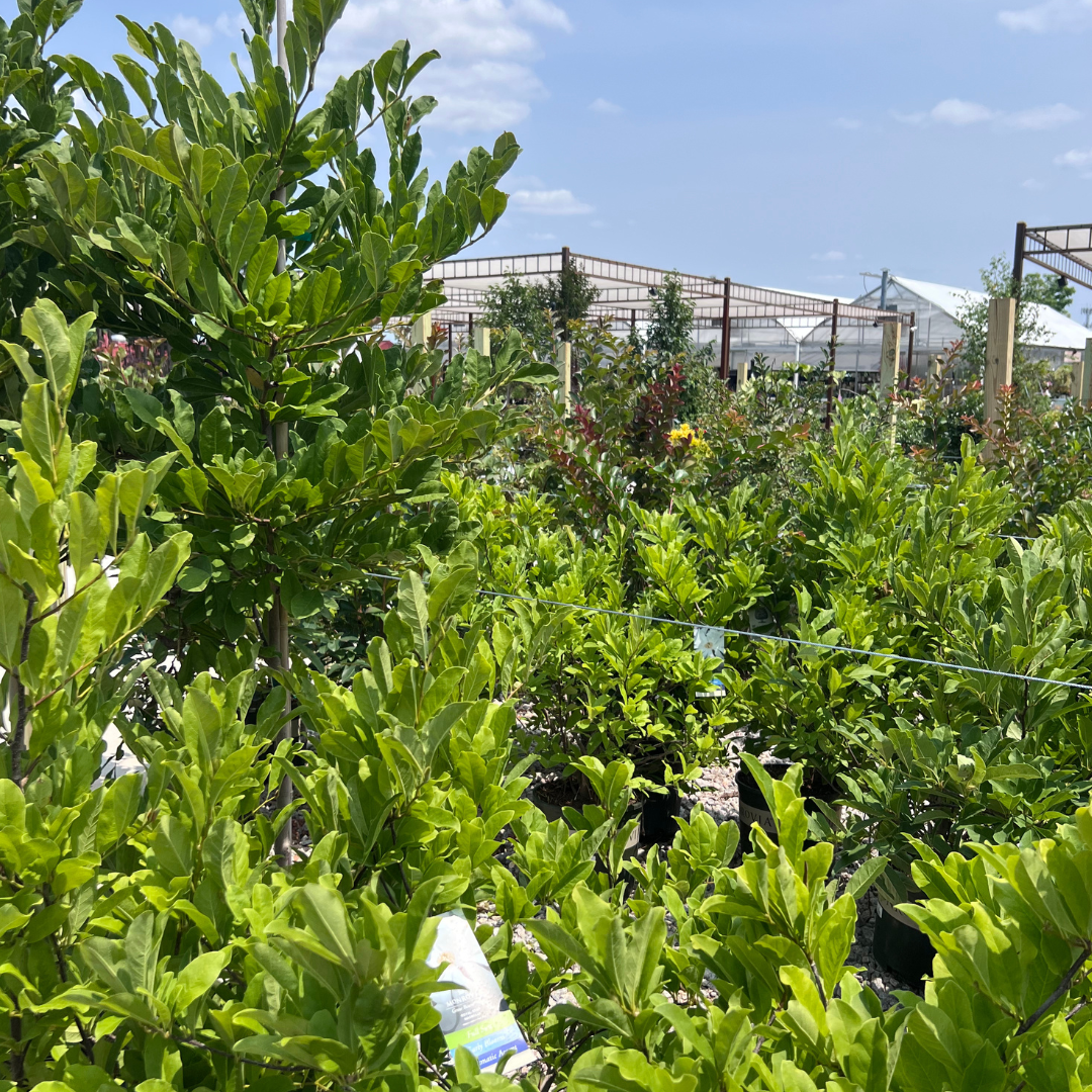 Trees and Shrubs