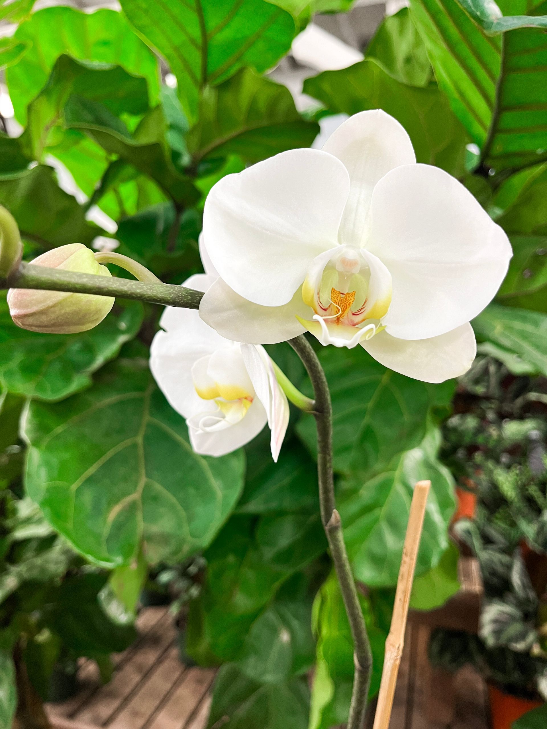 Orchid