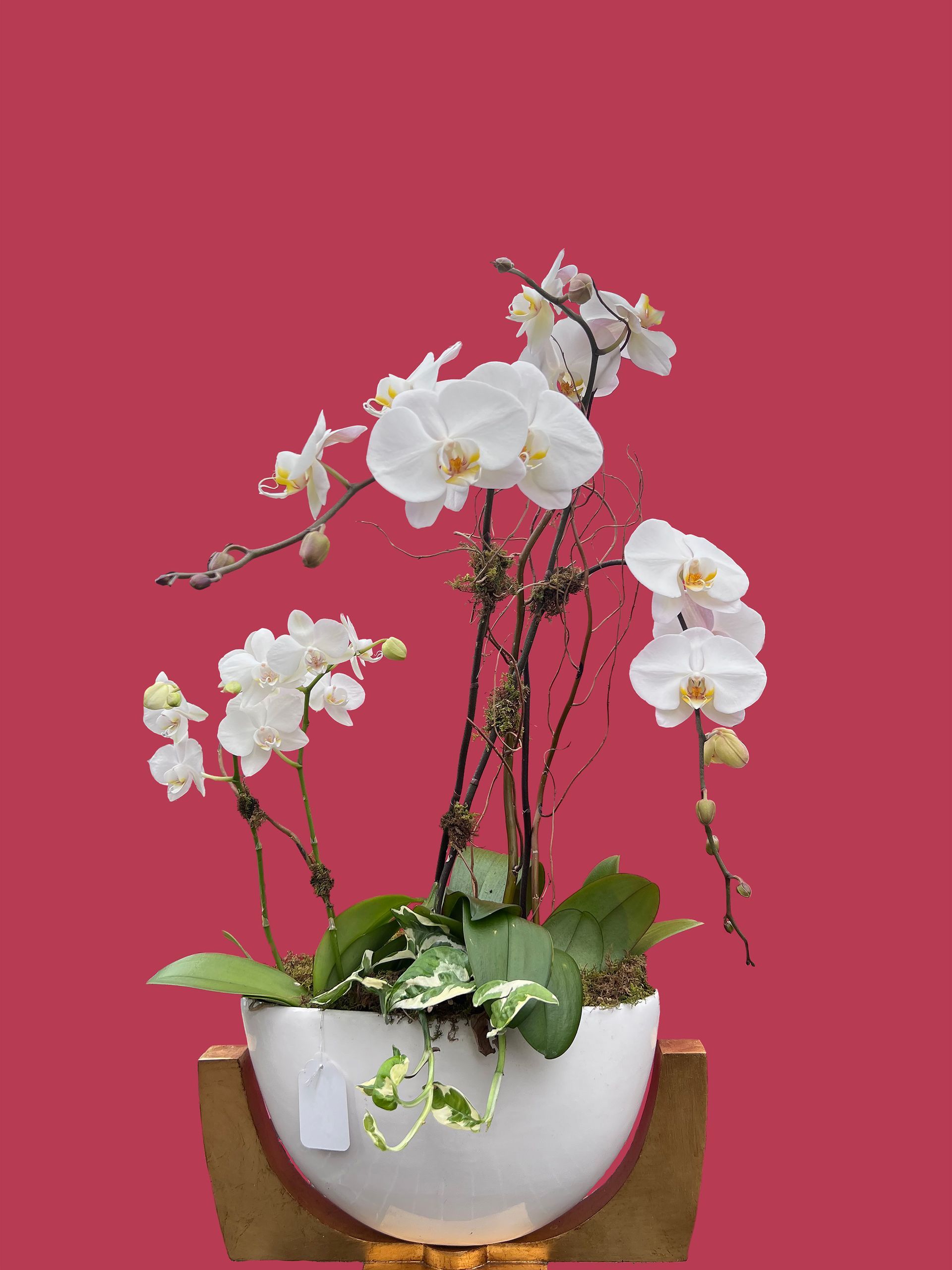 Orchid & Houseplant Design