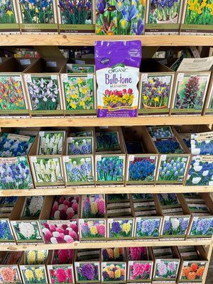Bulbs 1