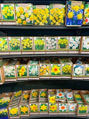 Bulbs 2