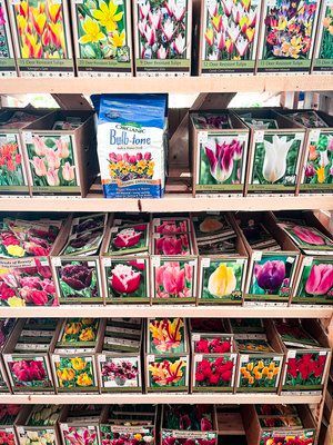Bulbs 3