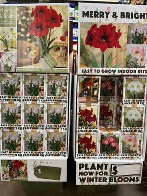 Bulbs 4