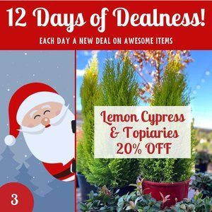 12 Days Of Dealness-2023 3