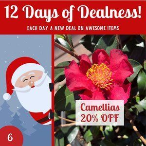 12 Days Of Dealness-2023 6