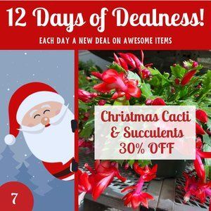 12 Days Of Dealness-2023 7