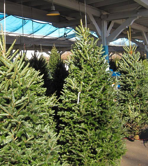 Fresh Christmas Trees (delivery available for a fee)