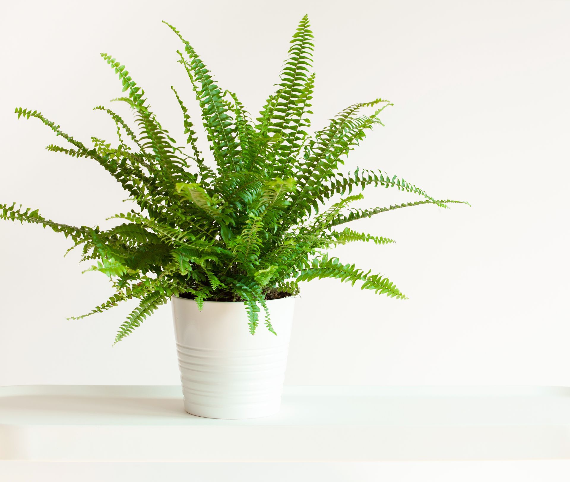 Potted green fern in a white planter on a light background