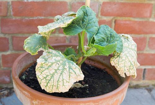 Plant Doctor