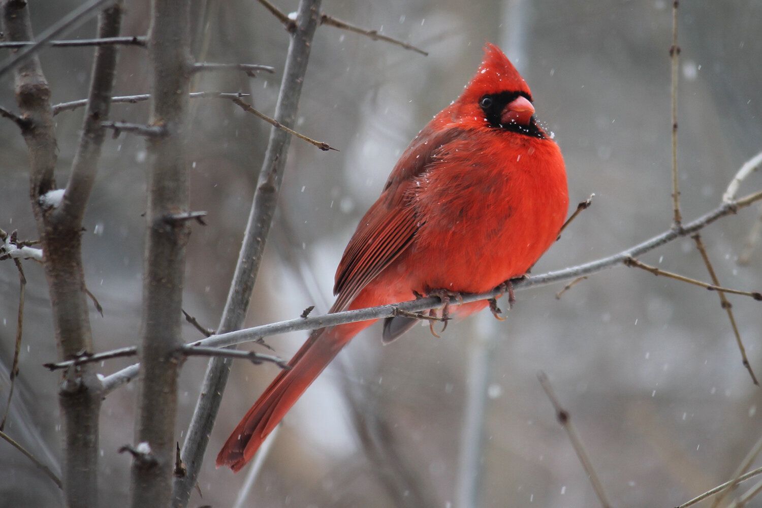 Fall/Winter Birding