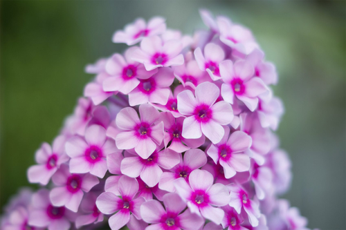 Phlox