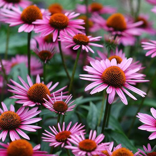Coneflower (Echinacea Purpurea)