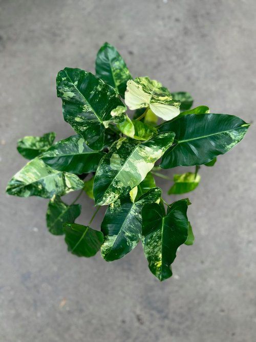 Greenify your space!