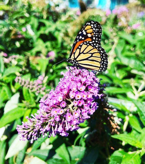 For the love of butterflies!