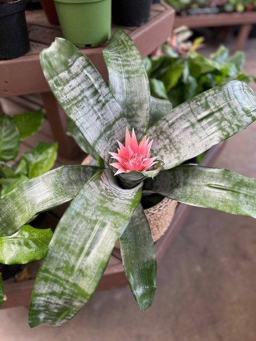 Plants for your furry friend!