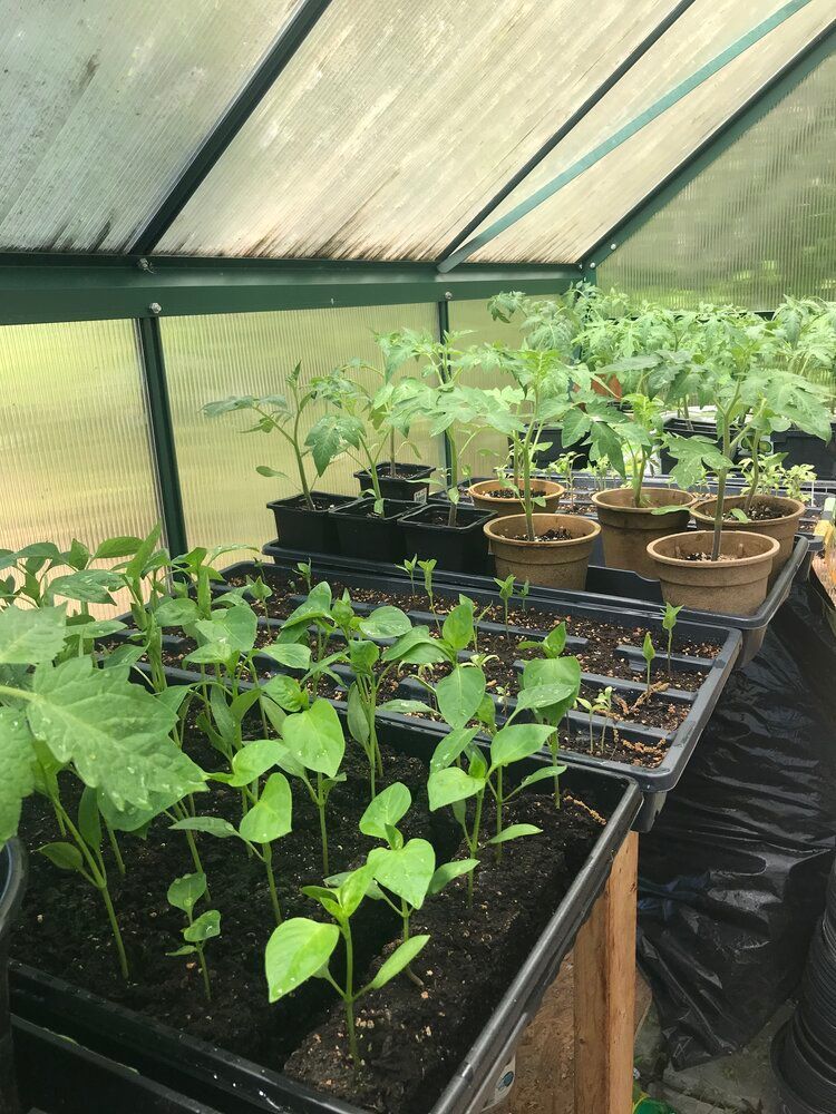 The Franciscan Community Garden