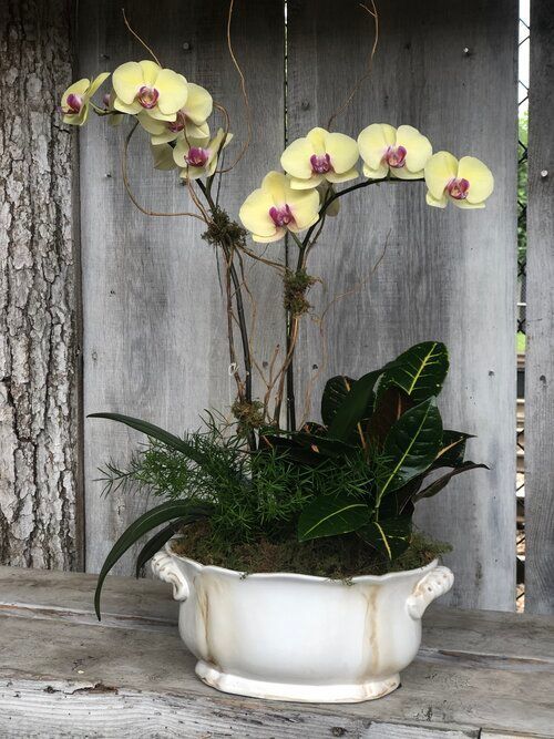 Orchid & Houseplant Design 10