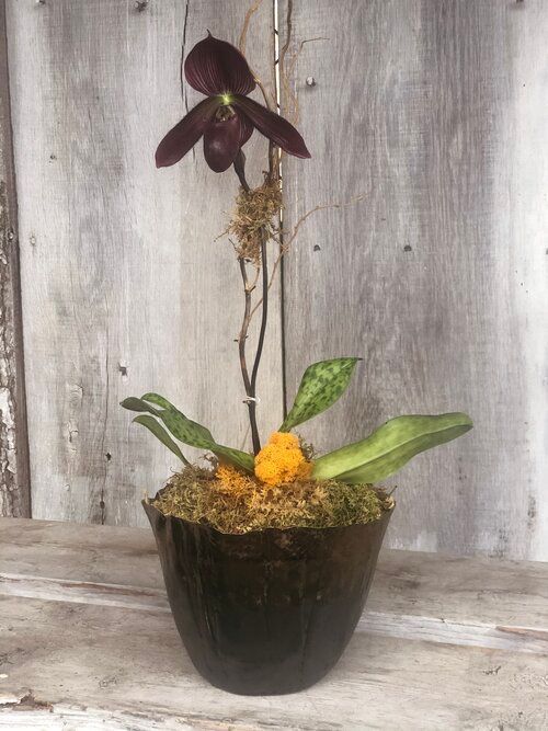 Orchid & Houseplant Design 15