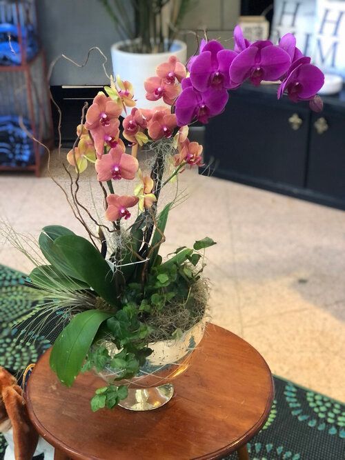 Orchid & Houseplant Design 2