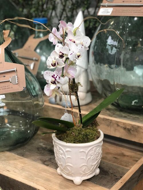 Orchid & Houseplant Design 3