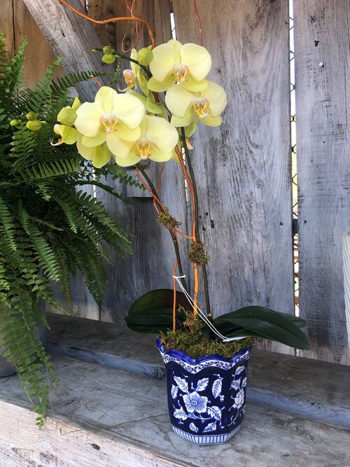 Orchid & Houseplant Design 4